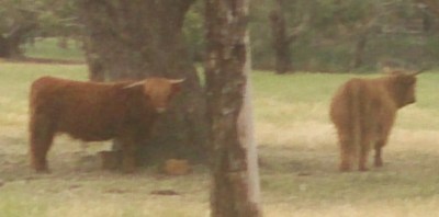 Fat Yaks in a Paddock