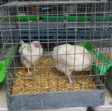 Vic Markets Chickens