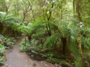 Cape Otway Jungle Walk