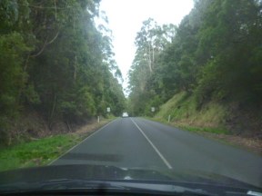 Cape Otway Jungle Drive