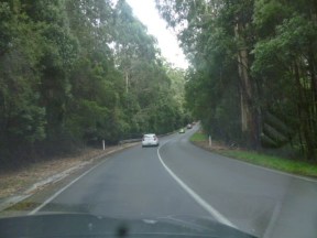 Cape Otway Jungle Drive