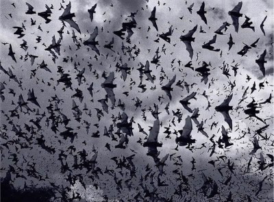 Bat Swarm