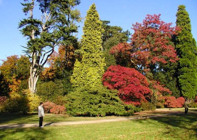 Wikipedia arboretum