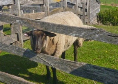 Lamb Chops the Sheep