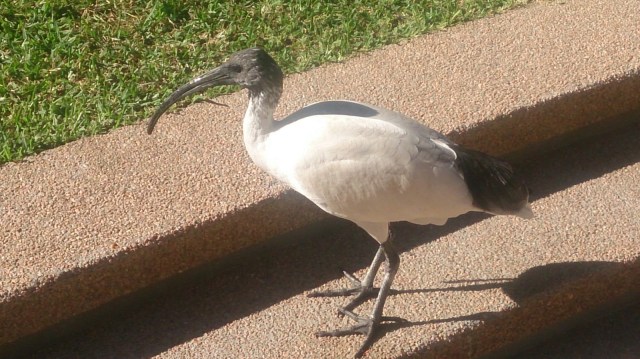 Ibis