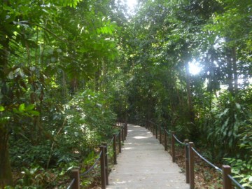 Rain Forest Walk