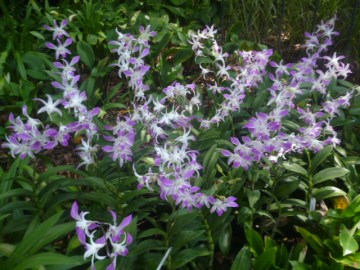Orchid Gardens