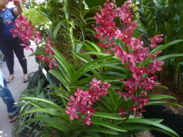 Orchid Gardens