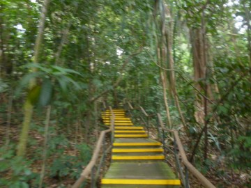 Rainforest Walk