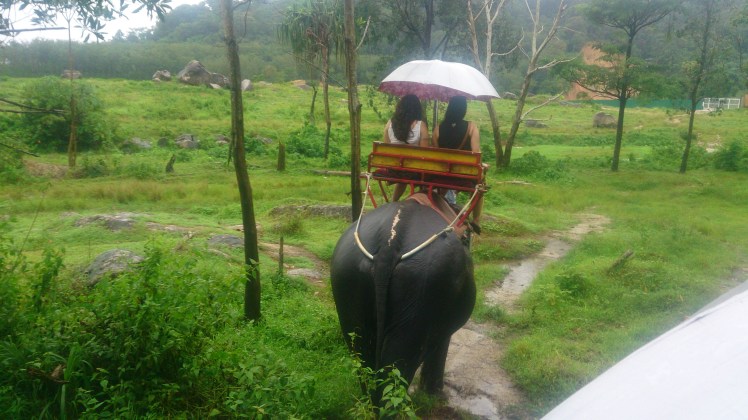 Elephant Trek