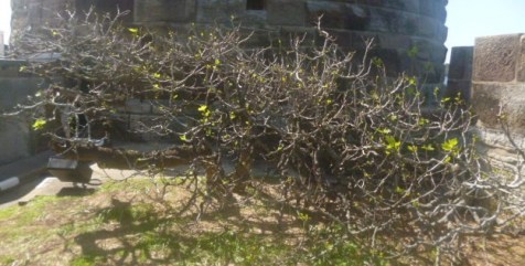 Old Fig Tree