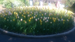 Tulip Patch