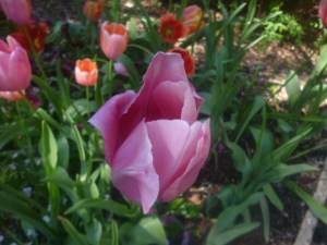 Tulip