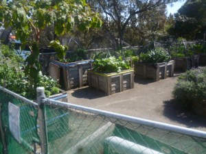 Vege Garden