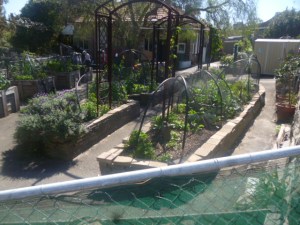 Vege Garden