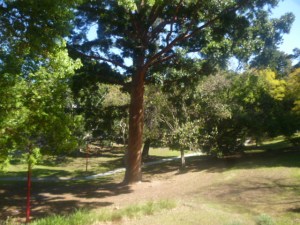 (pic - Story) Balls Head - Watt Park 03