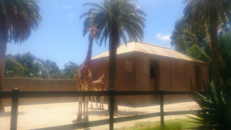 (pic - Story) Adelaide Zoo - Giraffe
