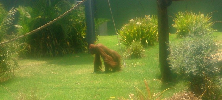 (pic - Story) Adelaide Zoo - organutang