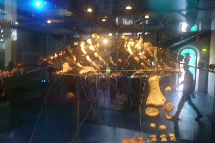 (pic - Story) SA Museum - Opal Dinosaur