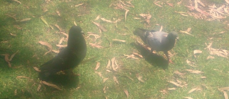 (pic - Story) SA Museum - Pigeon Play