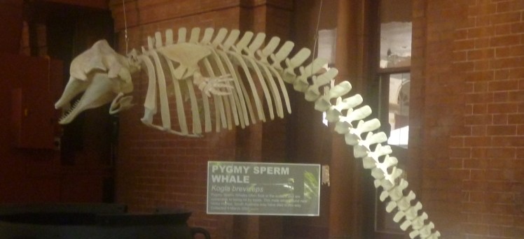 Actually, this is a pygmy whale