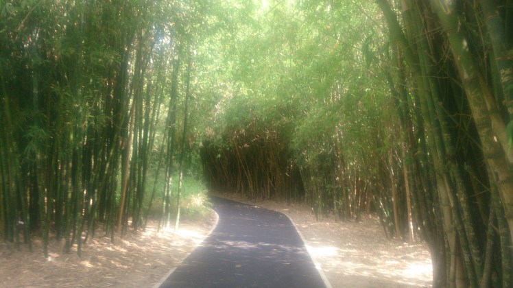 (pic - Story) Adelaide Gardens - Bamboo Forest