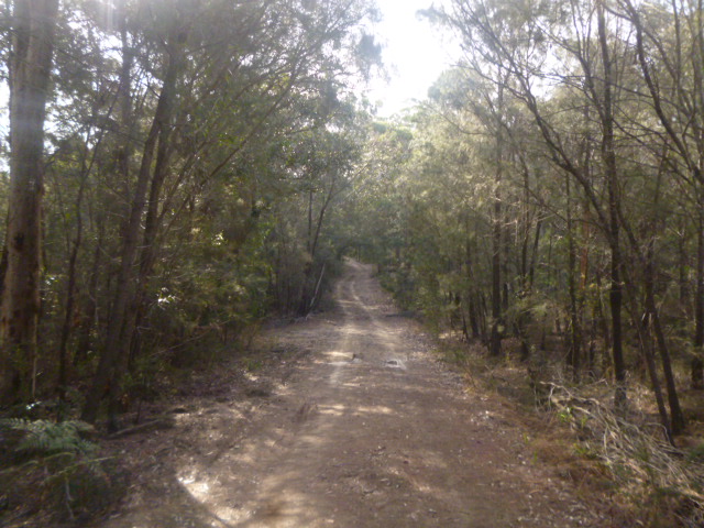 (pic - Story) Gosford Glyphs - Bush Trek
