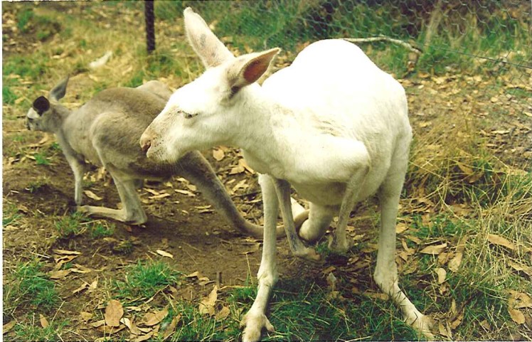 (pic - Story) To Melbs - White Kangaroo
