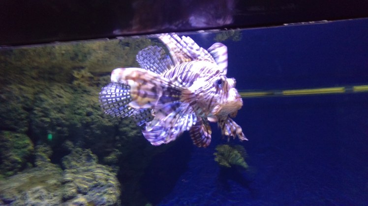 (pic - Story) Sentosa - Fishie