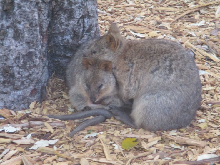 (pic - Story) Rotto - Quokka