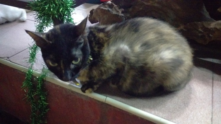 (pic - Story) Phi Phi - Cat 02