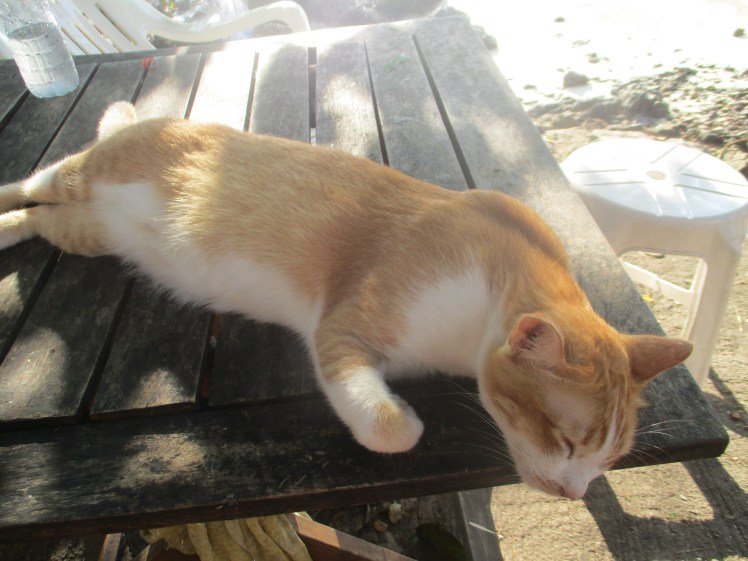 (pic - Story) Phi Phi - Cat 03